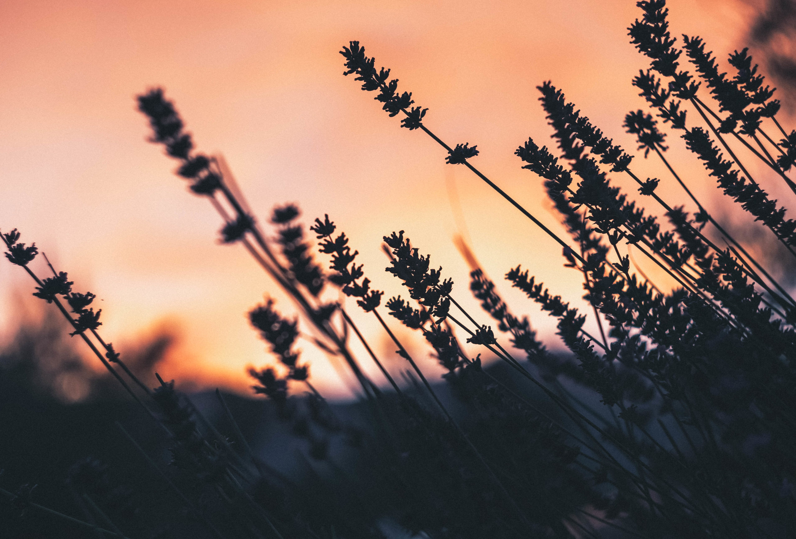 Journal silhouette of flowers at sunset with peach sky