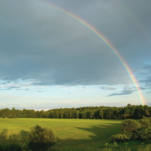 rainbow against blue sky over a green forests