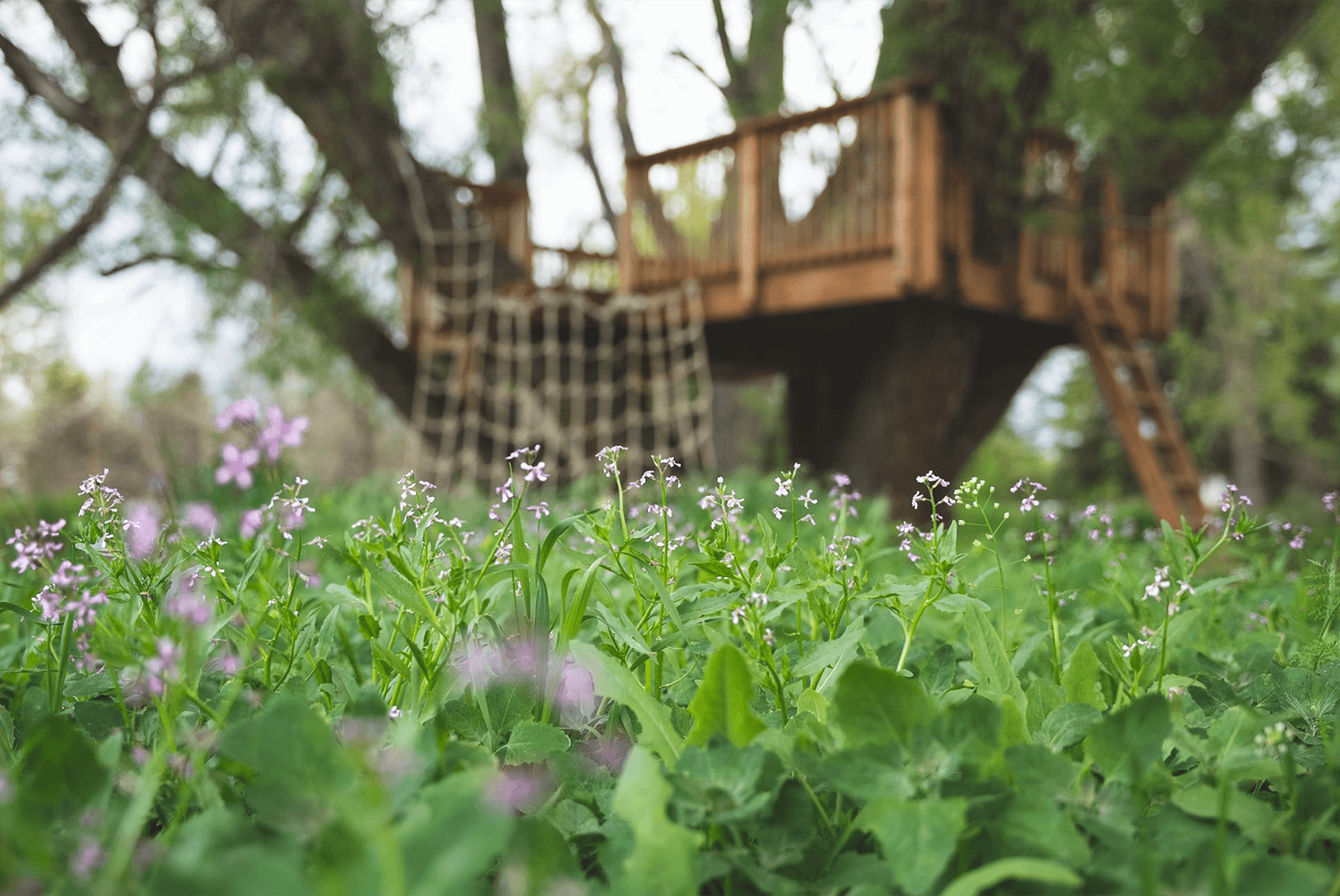 Podcast Delicate purple flowers with tree house in the background