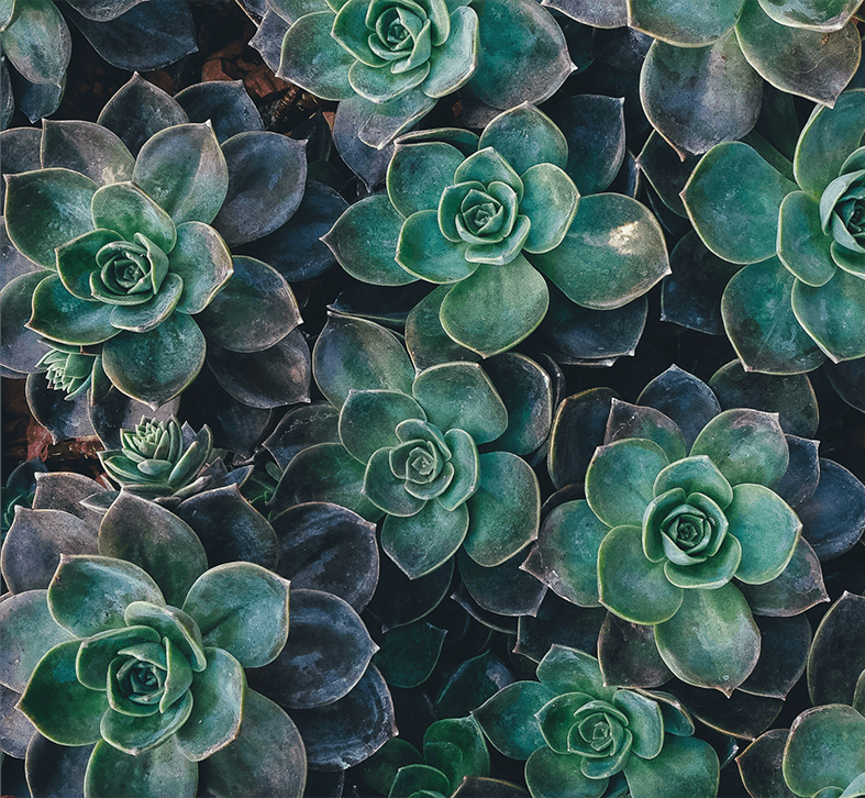 Podcast close-up of green and purple succulents