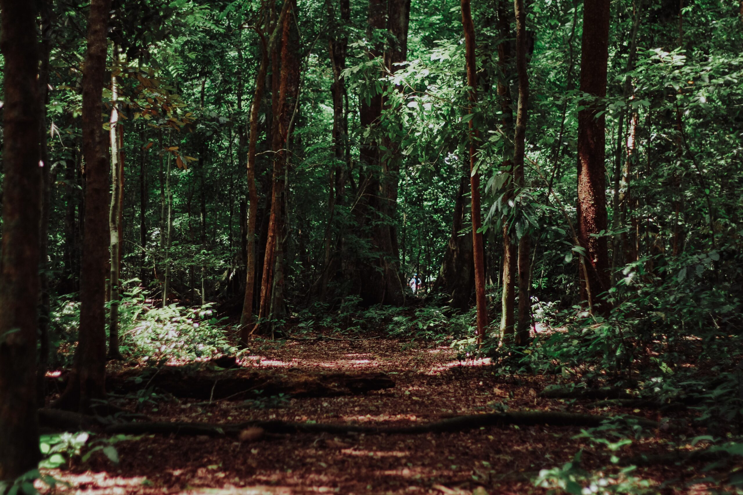 Podcast a dark green forest with sunlight peeking through the trees