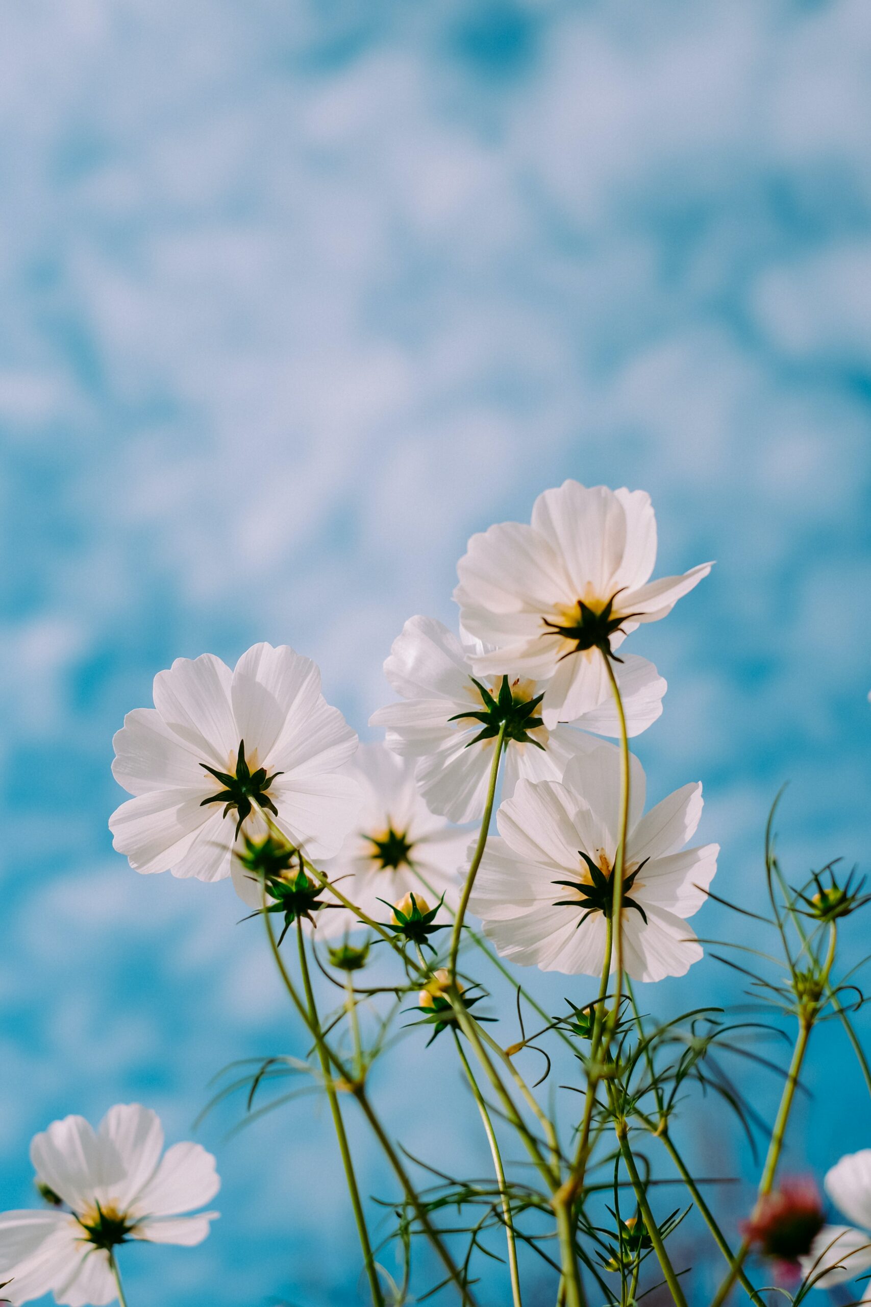 Podcast close up of white flowers with a green stem against a blue and white sky