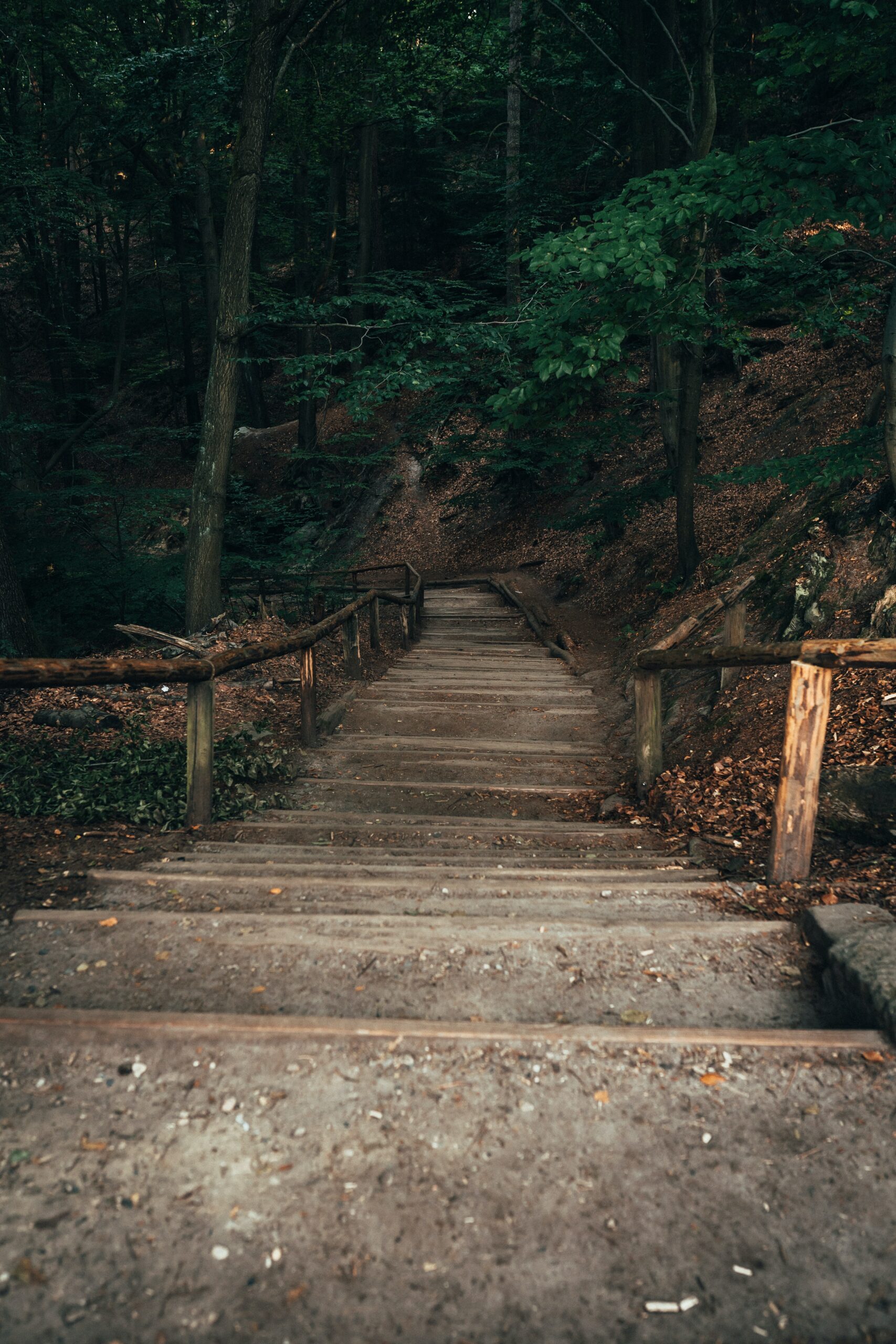 gravel steps descending into a dark green forest