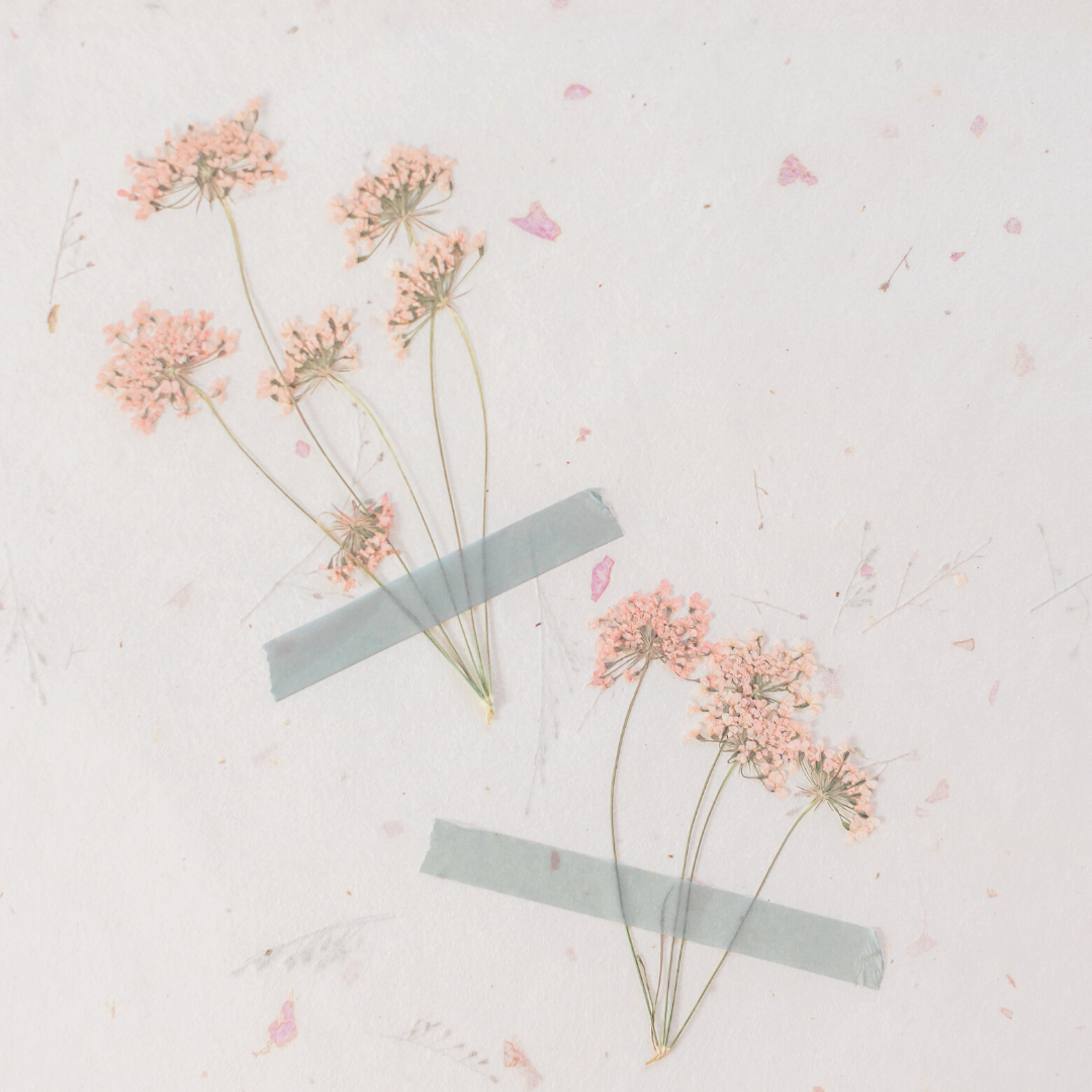 Podcast close up of two pink flower stems taped to a white background