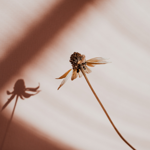 Podcast close up of a dried flower against a white background with brown shadows