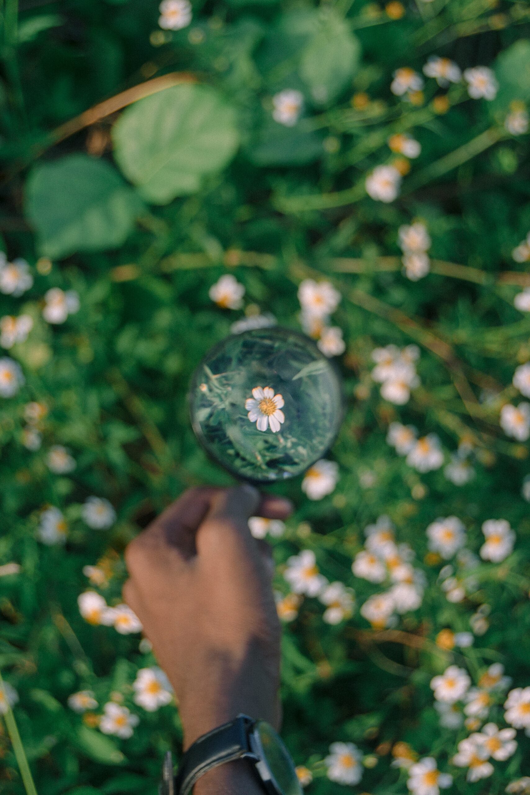 Journal hand holding a magnifying glass over a bed of wildflowers