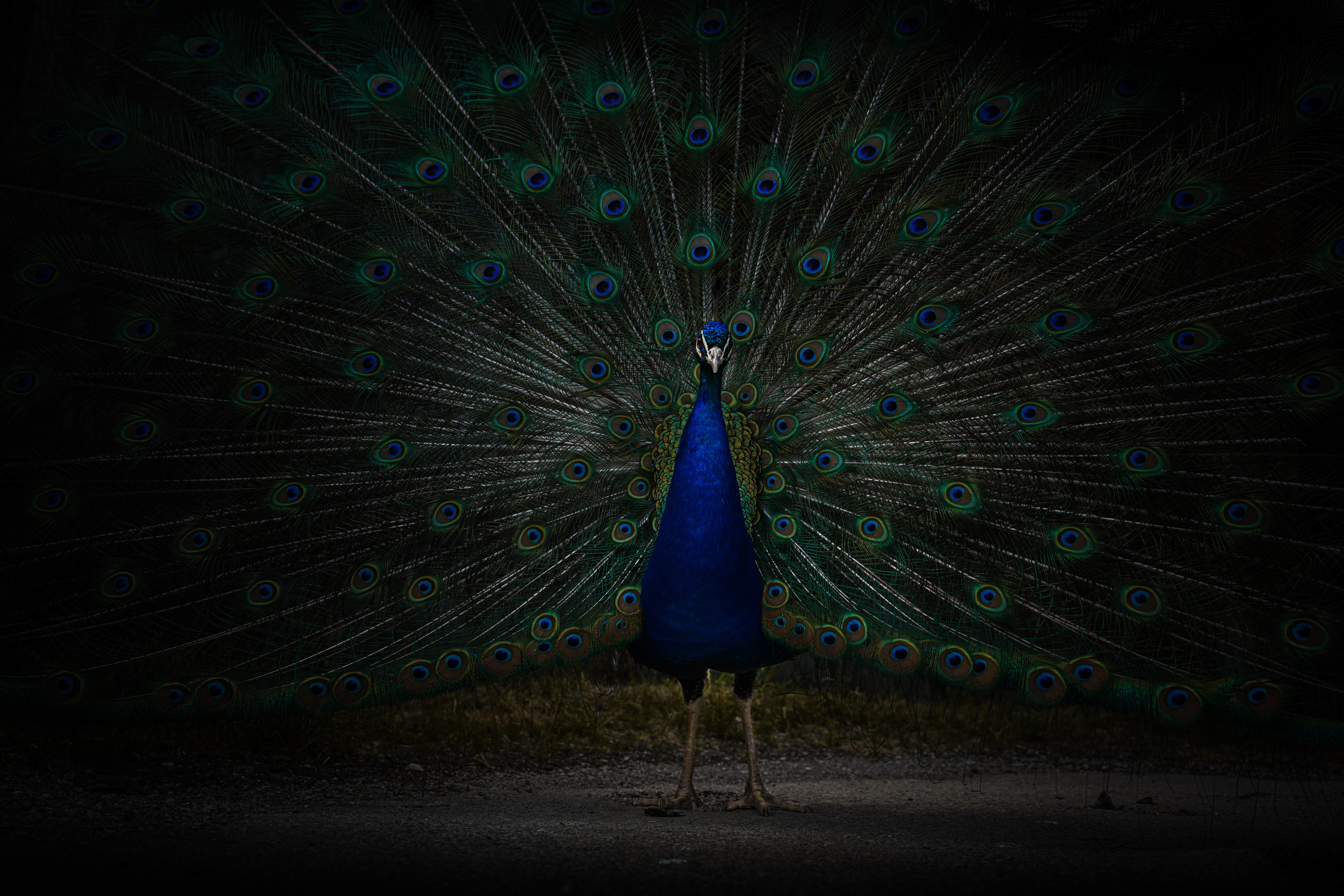 Journal a peacock with green and blue feathers