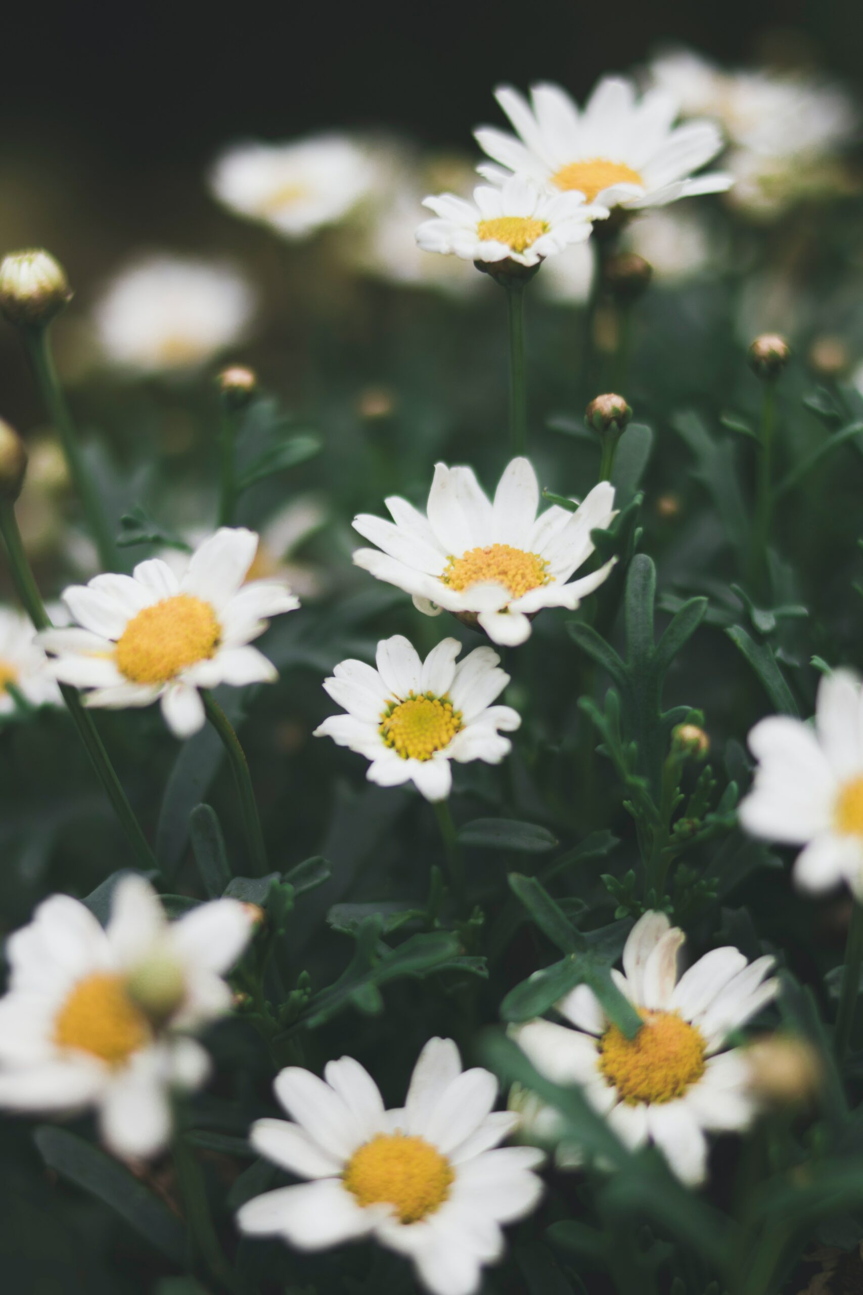 Journal pexels dominika roseclay 1166869