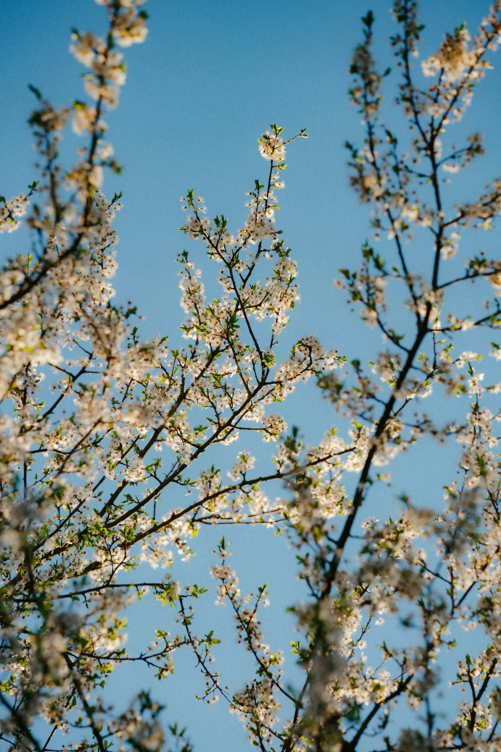 luise and nic X6AtpzVKMtI unsplash